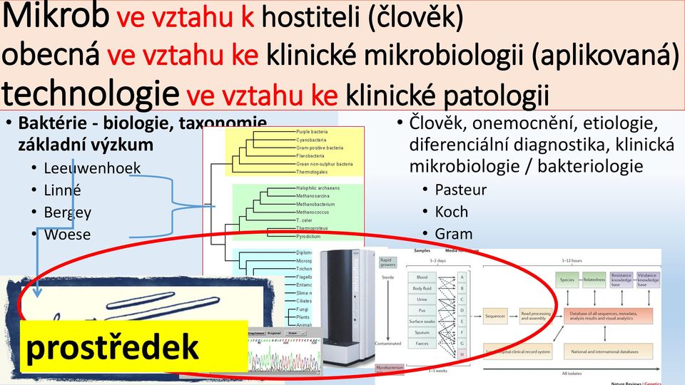 taxonomie, základní výzkum Leeuwenhoek Linné Bergey Woese Člověk, onemocnění,