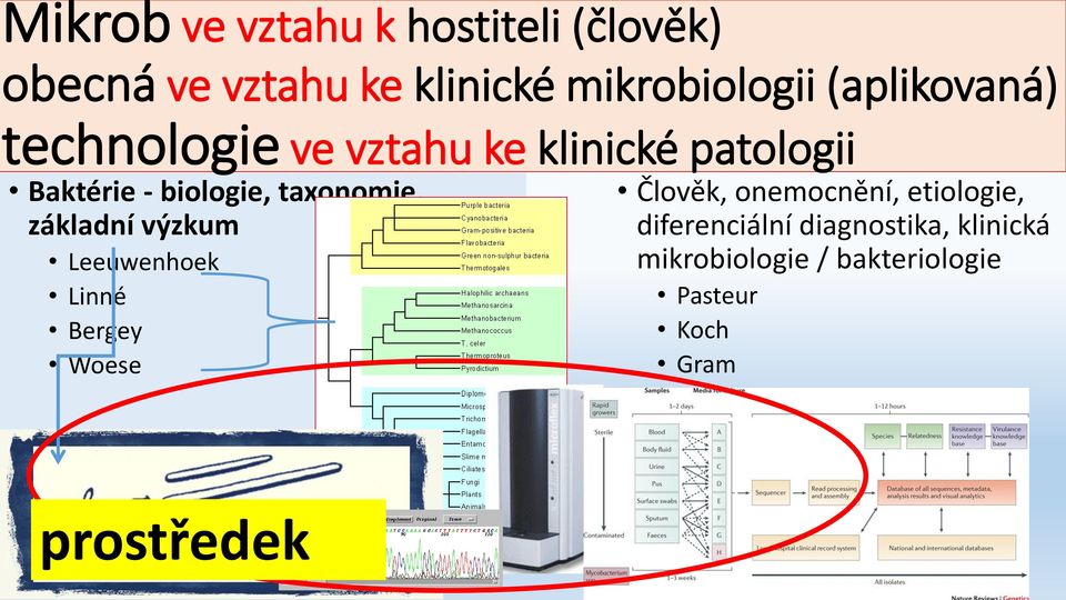 taxonomie, základní výzkum Leeuwenhoek Linné Bergey Woese Člověk, onemocnění,