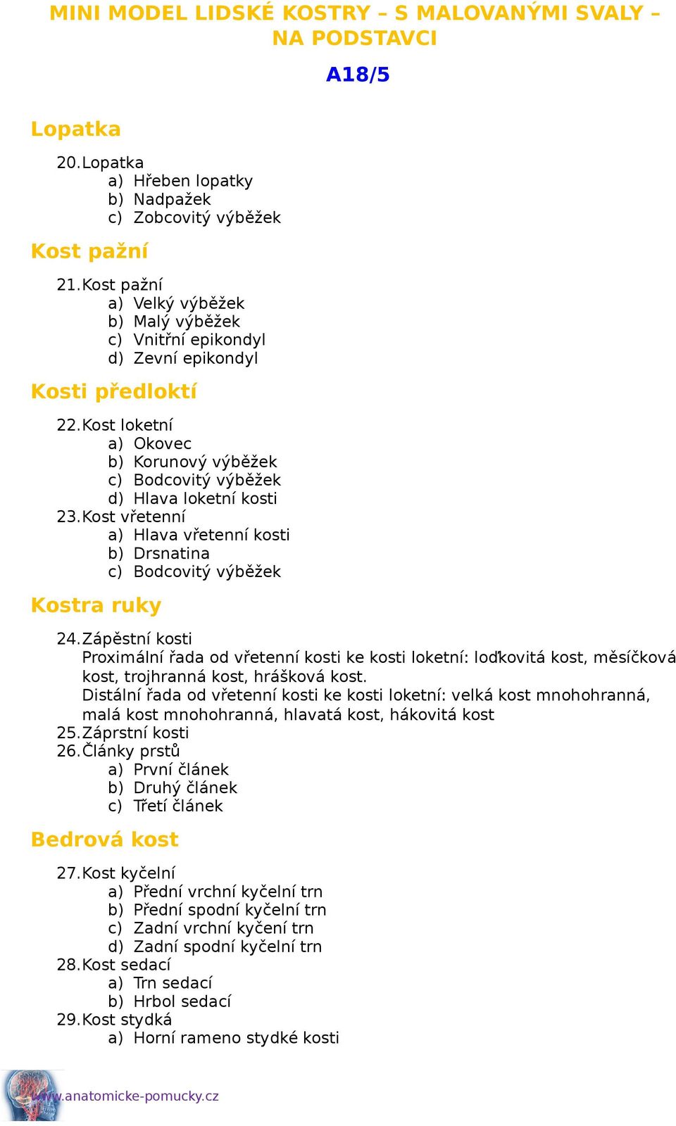 Zápěstní kosti Proximální řada od vřetenní kosti ke kosti loketní: loďkovitá kost, měsíčková kost, trojhranná kost, hrášková kost.