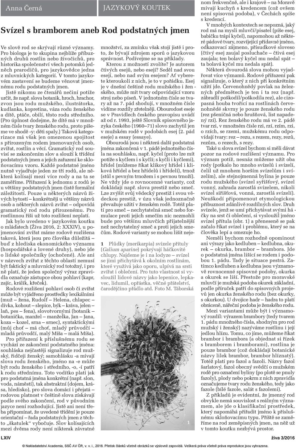 V tomto jazykovém zastavení se budeme věnovat jmennému rodu podstatných jmen. Jistě nikomu ze čtenářů nečiní potíže určit, že např.