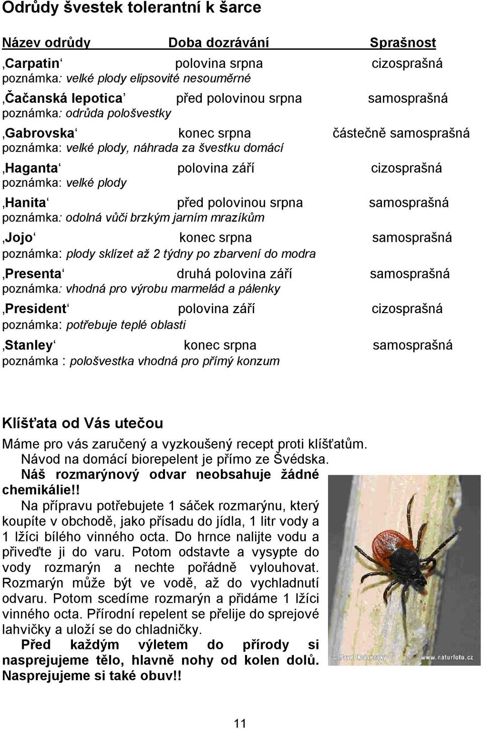 před polovinou srpna samosprašná poznámka: odolná vůči brzkým jarním mrazíkům Jojo konec srpna samosprašná poznámka: plody sklízet až 2 týdny po zbarvení do modra Presenta druhá polovina září