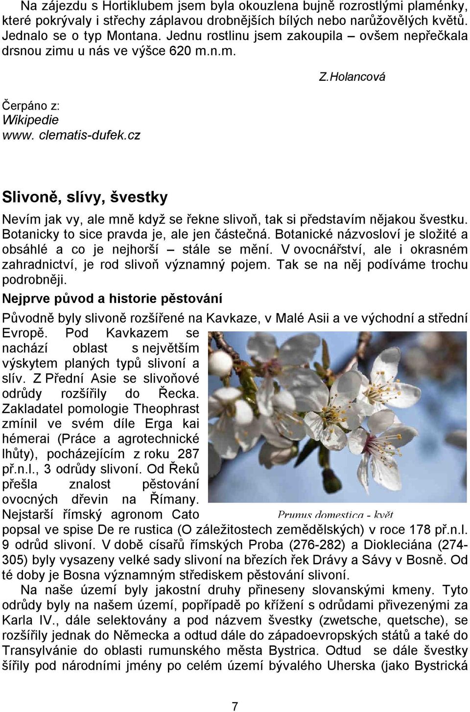 Holancová Slivoně, slívy, švestky Nevím jak vy, ale mně když se řekne slivoň, tak si představím nějakou švestku. Botanicky to sice pravda je, ale jen částečná.