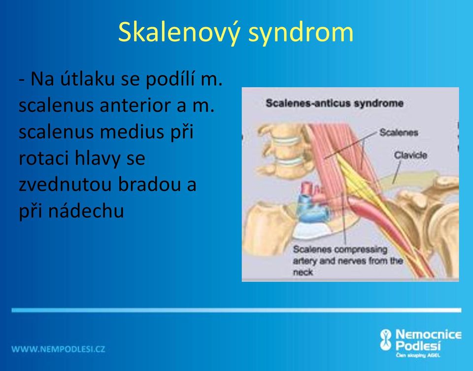 scalenus medius při rotaci hlavy