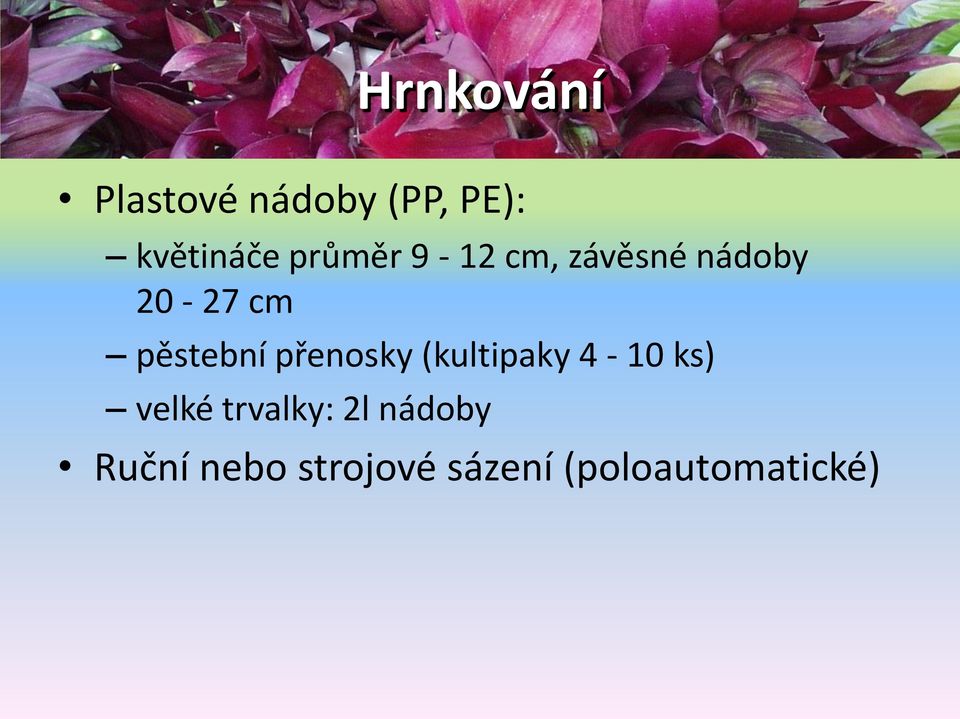 přenosky (kultipaky 4-10 ks) velké trvalky: 2l