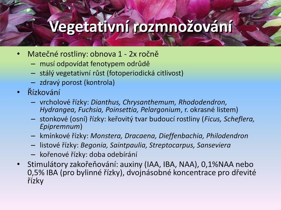 okrasné listem) stonkové (osní) řízky: keřovitý tvar budoucí rostliny (Ficus, Scheflera, Epipremnum) kmínkové řízky: Monstera, Dracaena, Dieffenbachia, Philodendron