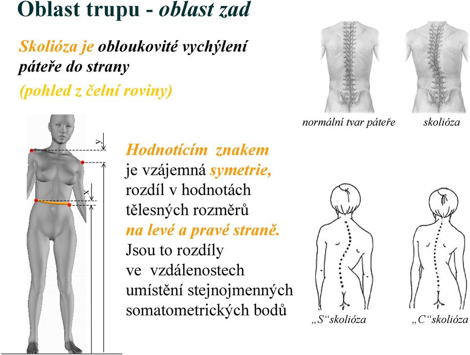 vzájemná symetrie, rozdíl v hodnotách tělesných rozměrů na levé a pravé straně.