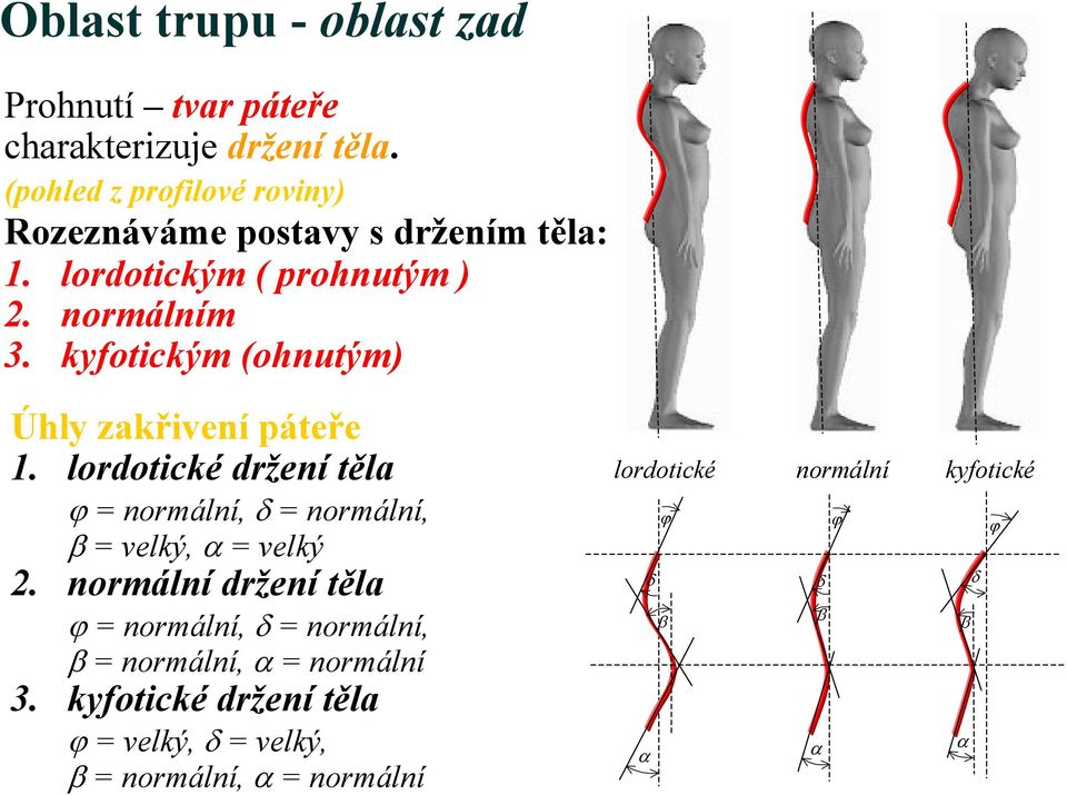 kyfotickým (ohnutým) Úhly zakřivení páteře 1. lordotické držení těla ϕ = normální, δ = normální, β = velký, α = velký 2.