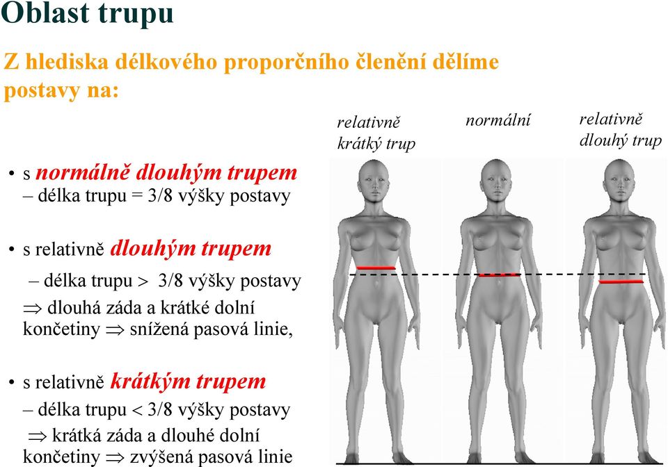 trupem délka trupu > 3/8 výšky postavy dlouhá záda a krátké dolní končetiny snížená pasová linie, s