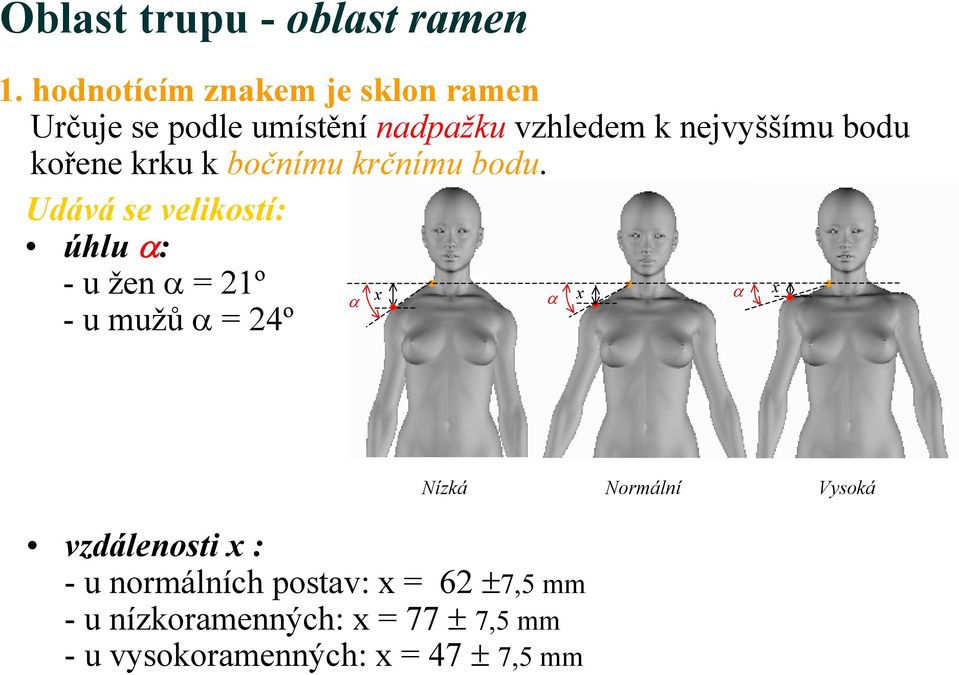 kořene krku k bočnímu krčnímu bodu.