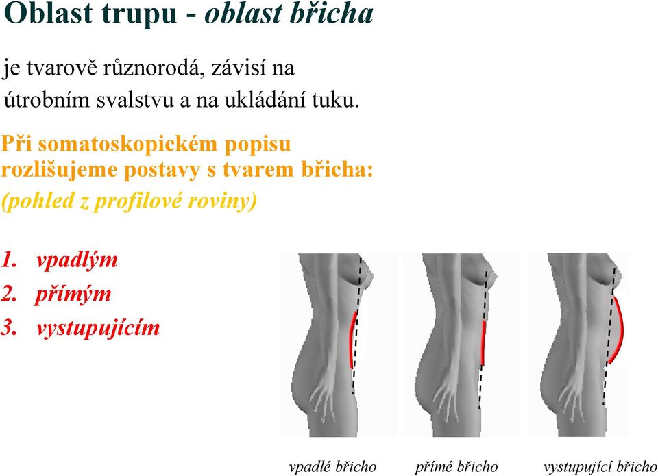 Při somatoskopickém popisu rozlišujeme postavy s tvarem břicha: