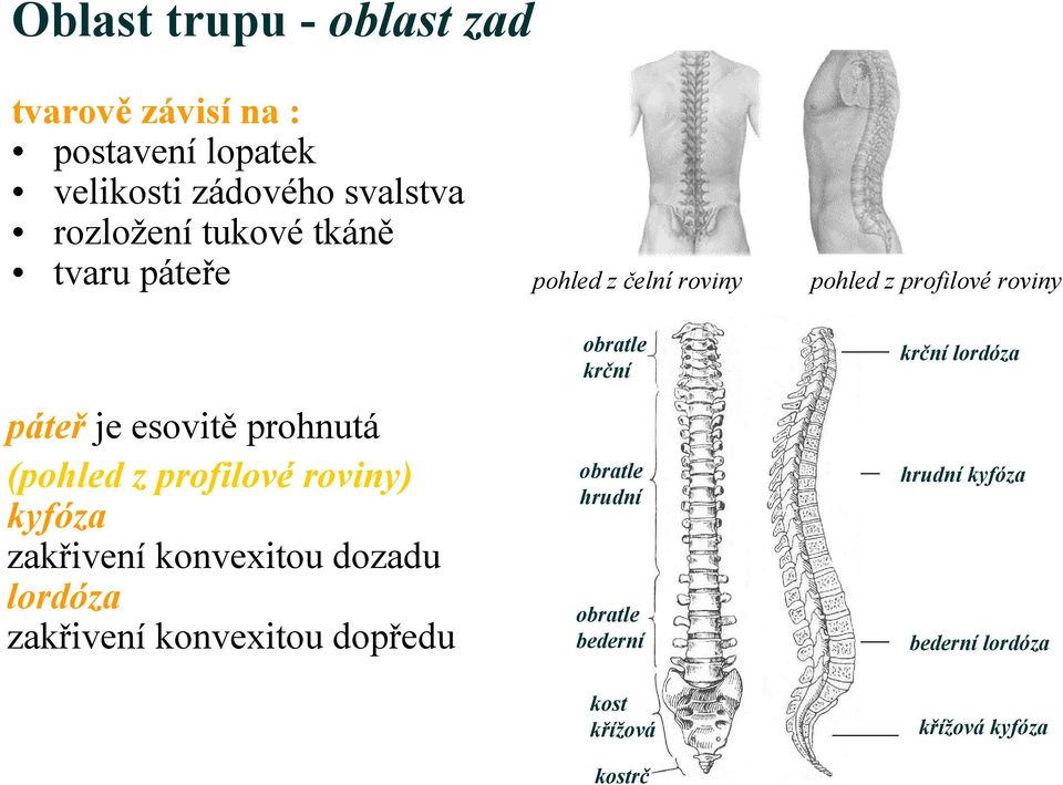 (pohled z profilové roviny) kyfóza zakřivení konvexitou dozadu lordóza zakřivení konvexitou dopředu