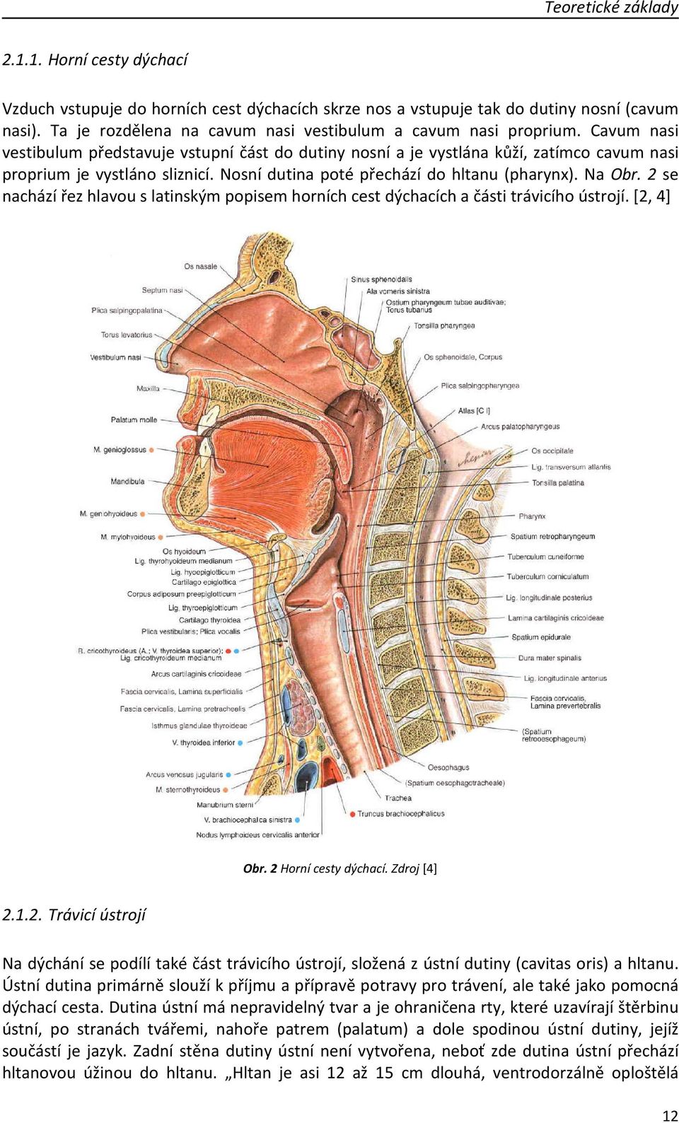 Nosní dutina poté přechází do hltanu (pharynx). Na Obr. 2 se nachází řez hlavou s latinským popisem horních cest dýchacích a části trávicího ústrojí. [2, 4] Obr. 2 Horní cesty dýchací. Zdroj [4] 2.1.
