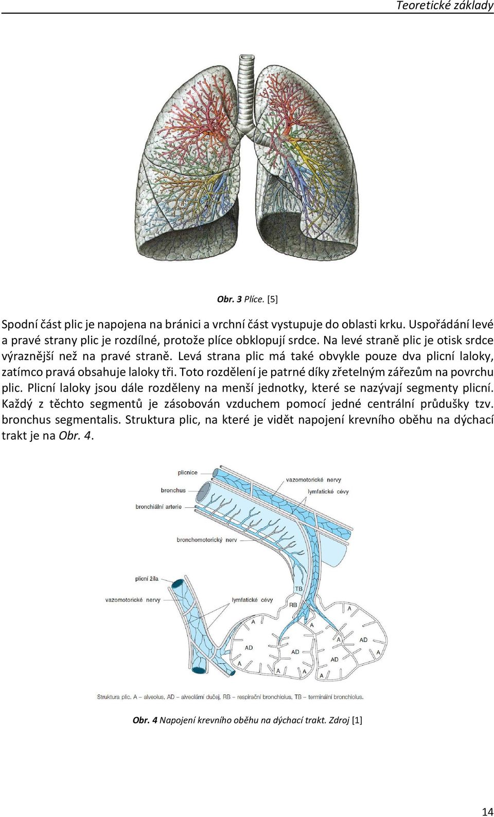 Levá strana plic má také obvykle pouze dva plicní laloky, zatímco pravá obsahuje laloky tři. Toto rozdělení je patrné díky zřetelným zářezům na povrchu plic.