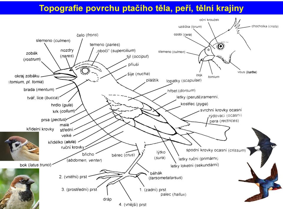 ptačího