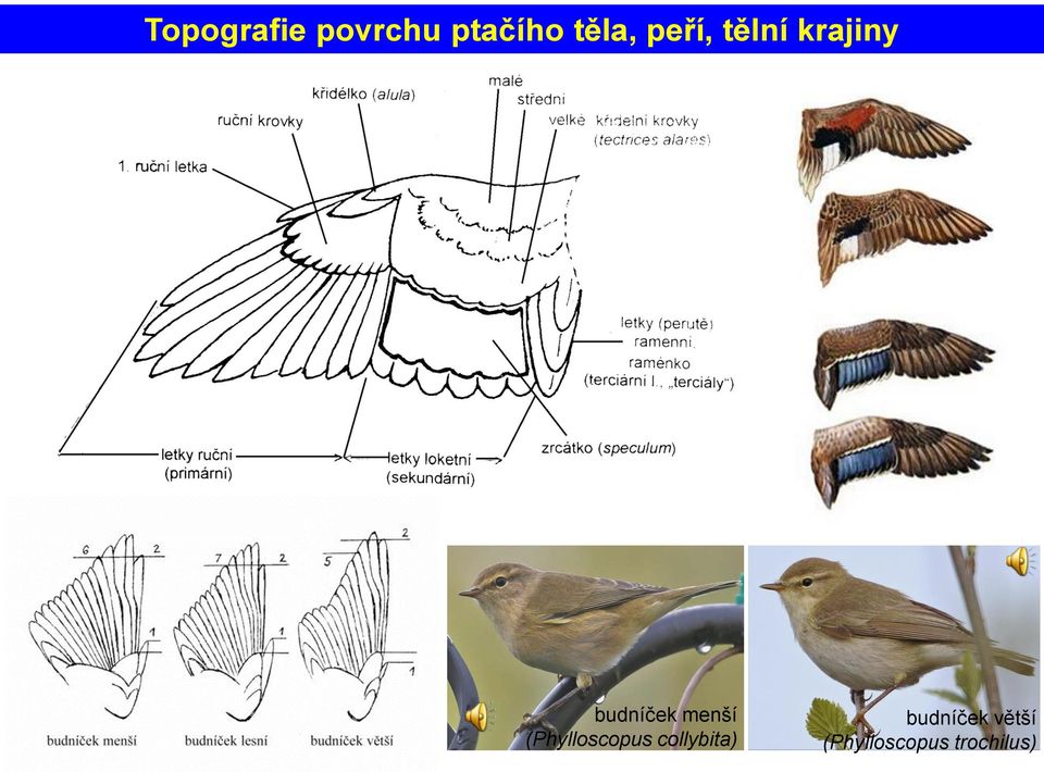 menší (Phylloscopus collybita)