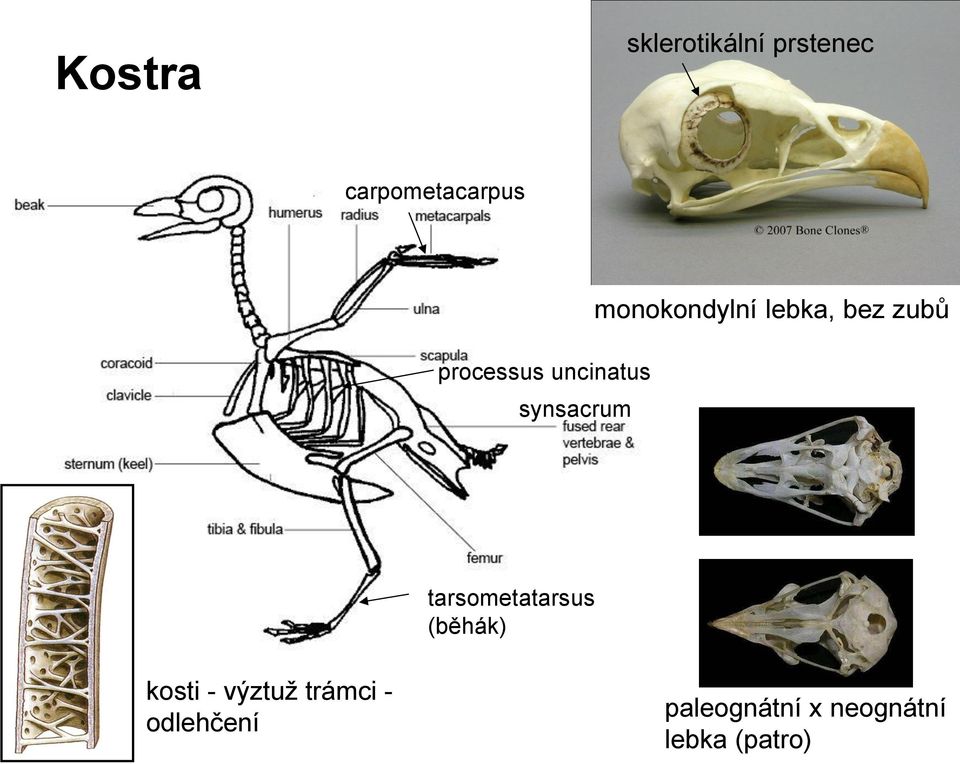 bez zubů tarsometatarsus (běhák) kosti - výztuž