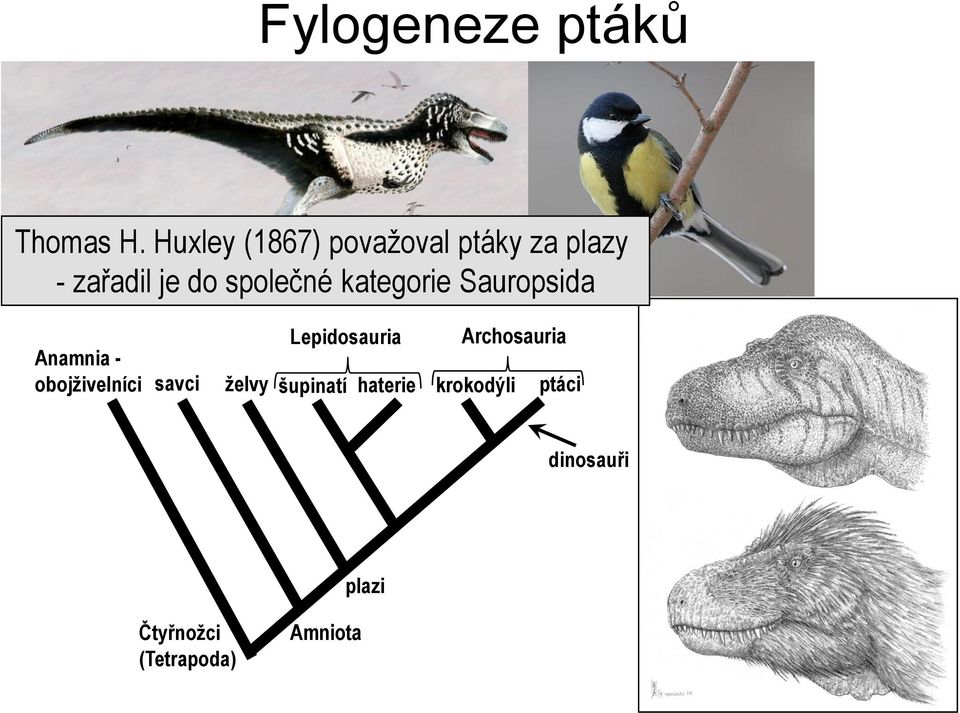 společné kategorie Sauropsida Lepidosauria Archosauria Anamnia