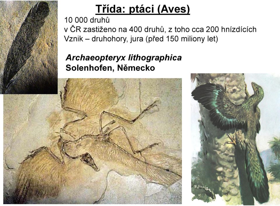 hnízdících Vznik druhohory, jura (před 150