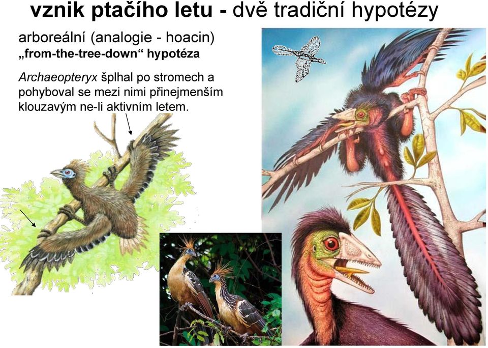 hypotéza Archaeopteryx šplhal po stromech a