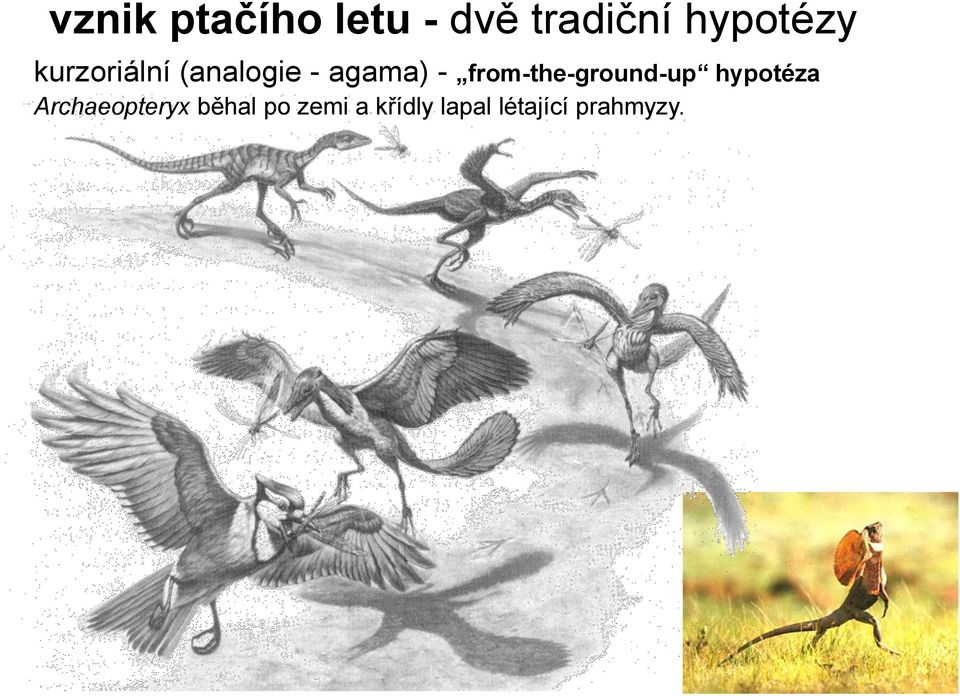 from-the-ground-up hypotéza Archaeopteryx