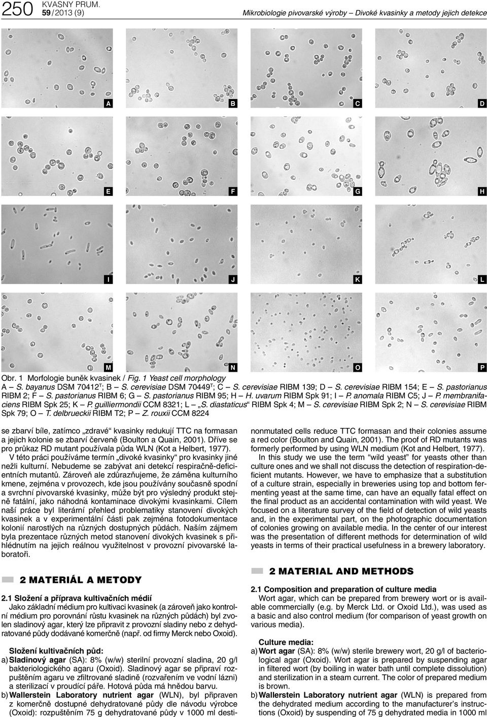 anomala RIM 5; J P. membranifaciens RIM Spk 25; K P. guilliermondii M 8321; L S. diastaticus RIM Spk 4; M S. cerevisiae RIM Spk 2; N S. cerevisiae RIM Spk 79; O T. delbrueckii RIM T2; P Z.