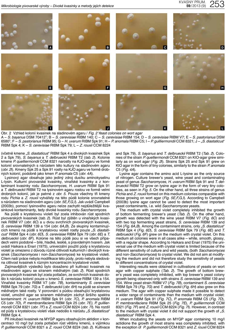 guilliermondii M 8321; J S. diastaticus RIM Spk 4; K S. cerevisiae RIM Spk 79; L Z. rouxii M 8224 (včetně kmene S. diastaticus RIM Spk 4 a divokých kvasinek Spk 2 a Spk 79), S. bayanus a T.