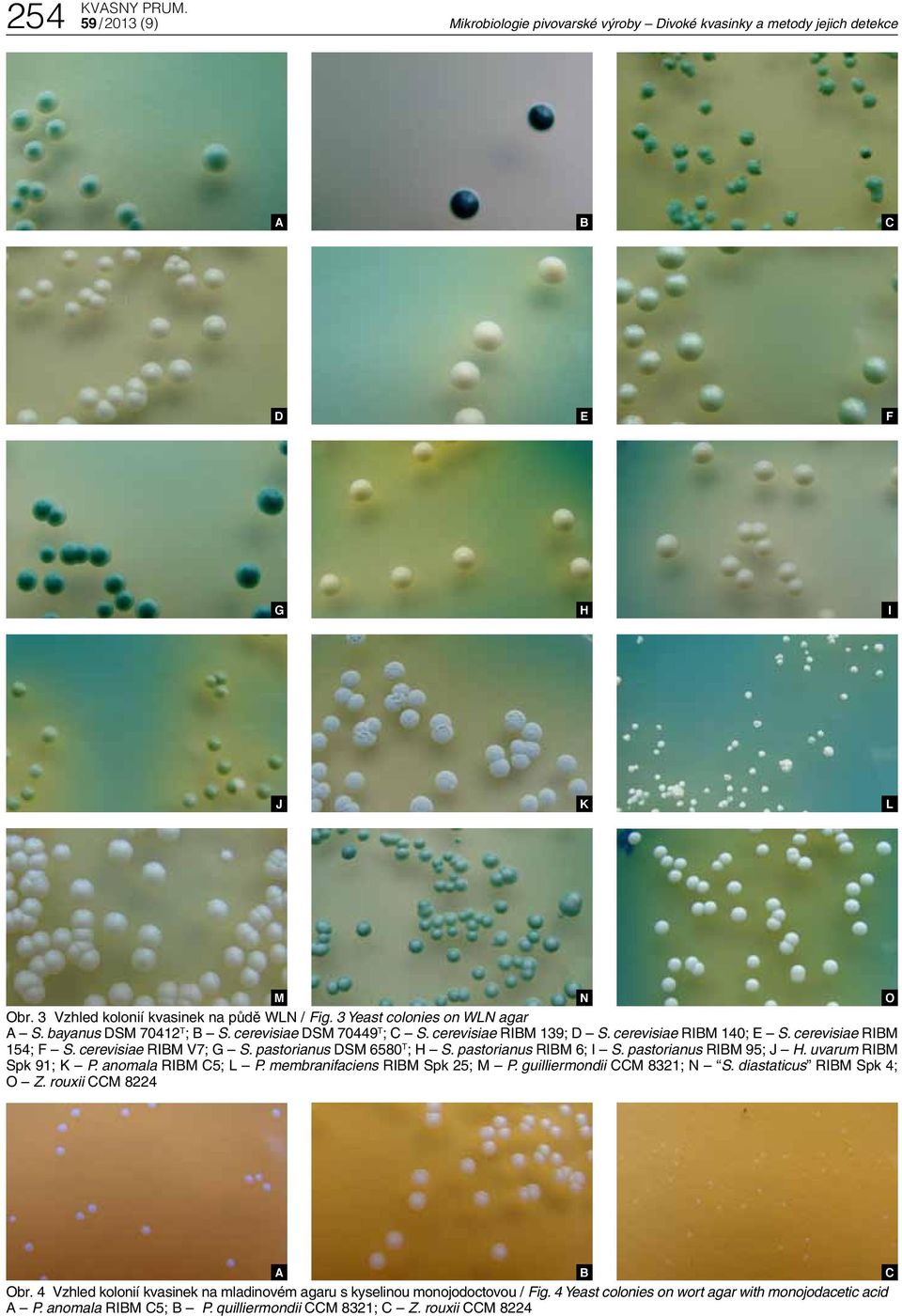 pastorianus DSM 6580 T ; H S. pastorianus RIM 6; I S. pastorianus RIM 95; J H. uvarum RIM Spk 91; K P. anomala RIM 5; L P. membranifaciens RIM Spk 25; M P. guilliermondii M 8321; N S.