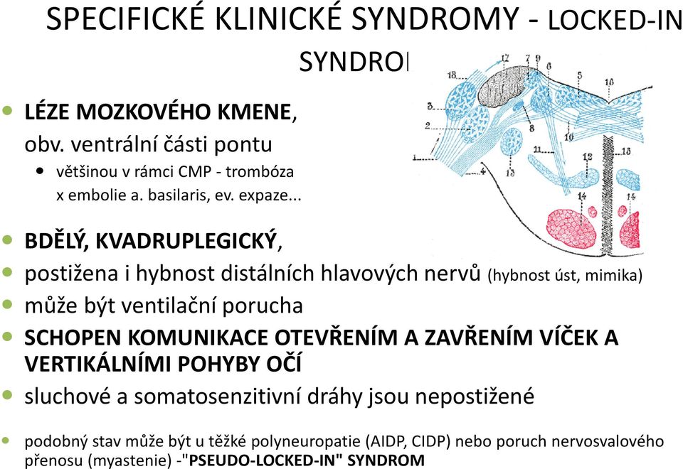 .. BDĚLÝ, KVADRUPLEGICKÝ, postižena i hybnost distálních hlavových nervů (hybnost úst, mimika) může být ventilační porucha SCHOPEN