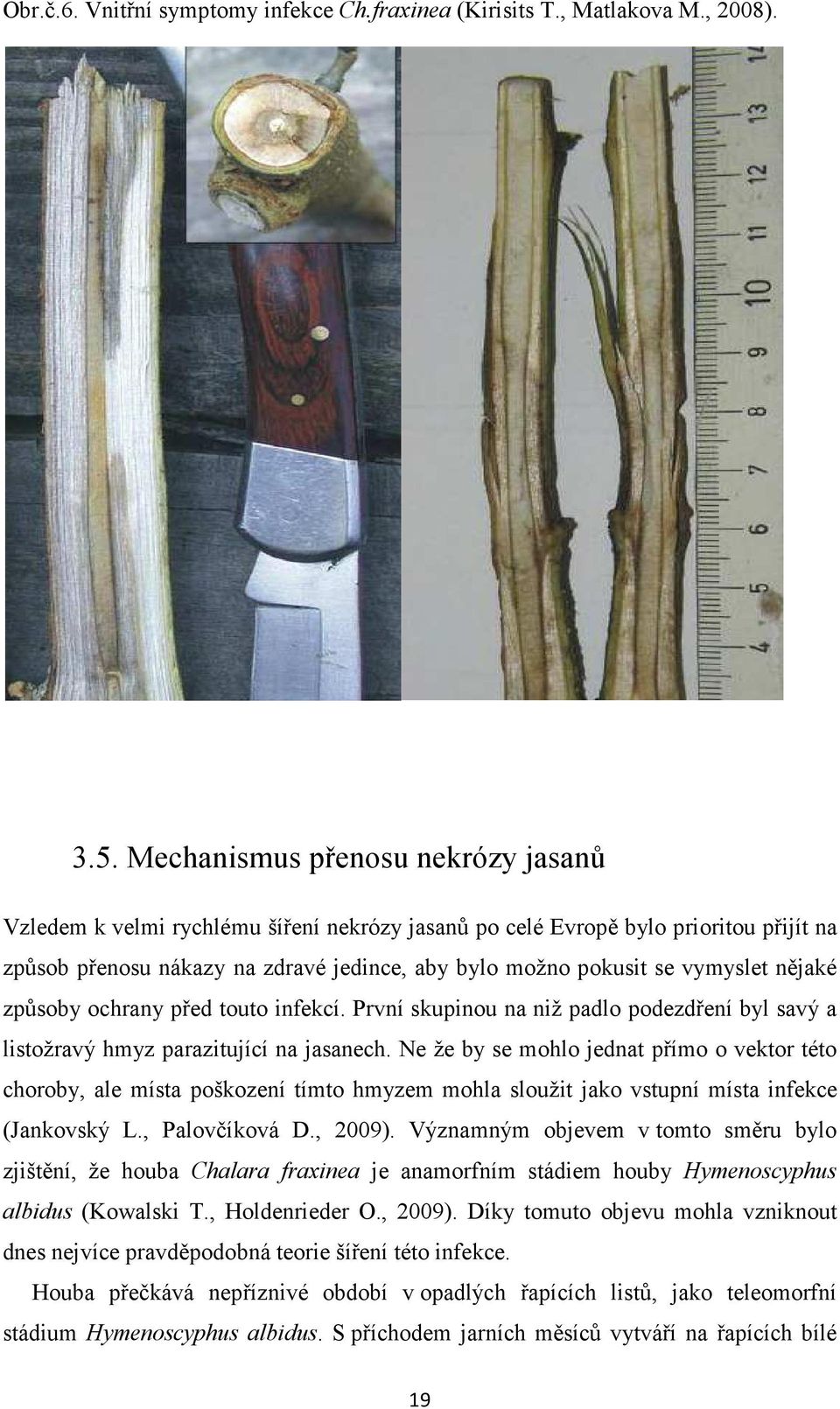 nějaké způsoby ochrany před touto infekcí. První skupinou na niž padlo podezdření byl savý a listožravý hmyz parazitující na jasanech.
