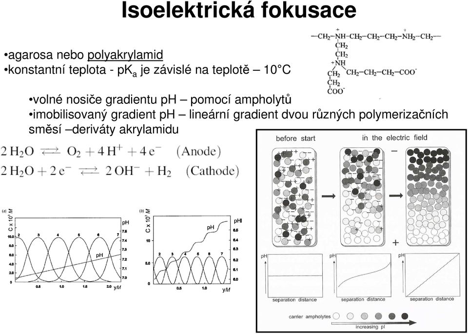 gradientu ph pomocí ampholytů imobilisovaný gradient ph