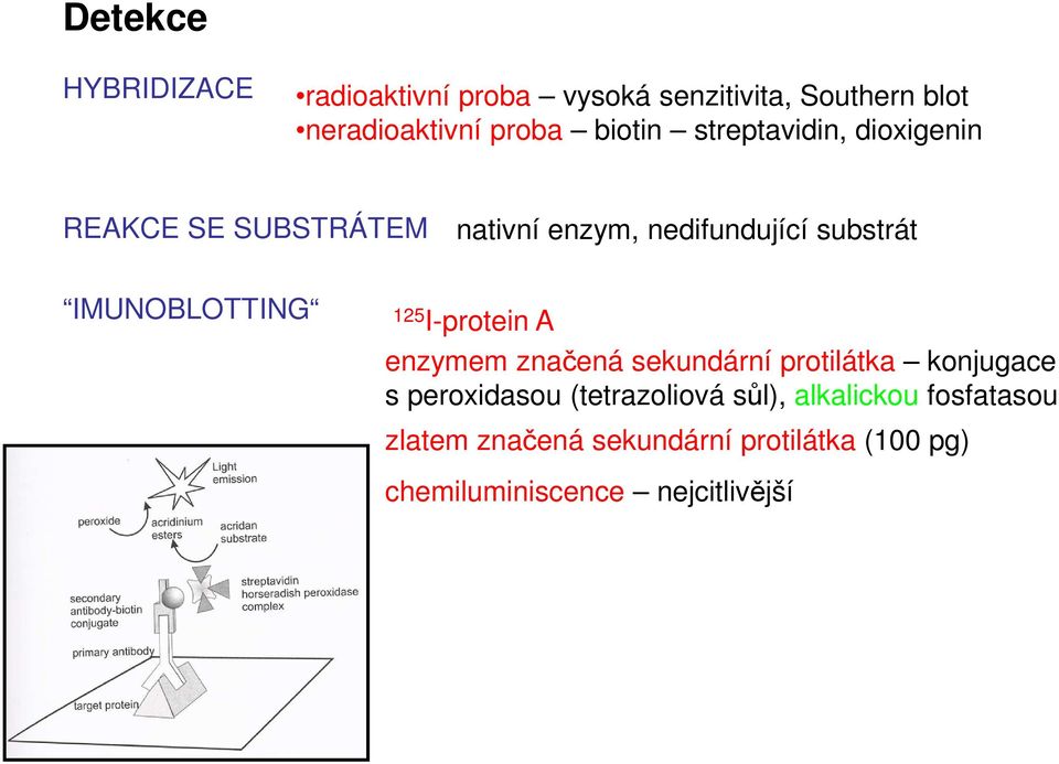 IMUNOBLOTTING 125 Iprotein A enzymem značená sekundární protilátka konjugace s peroxidasou