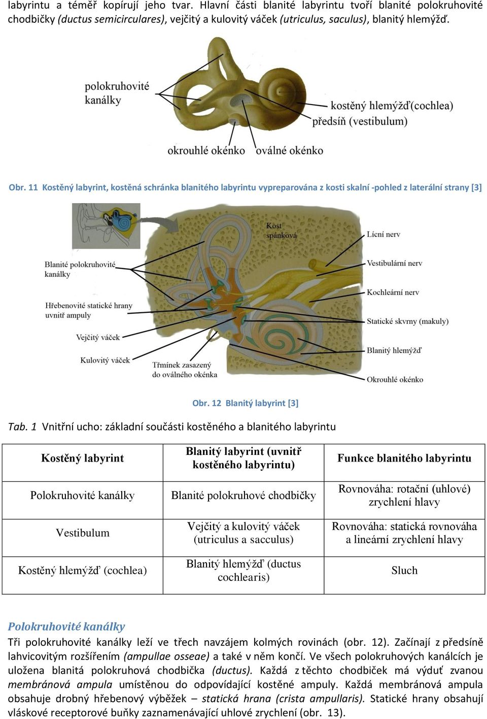 1 Vnitřní ucho: základní součásti kostěného a blanitého labyrintu Kostěný labyrint Polokruhovité kanálky Vestibulum Kostěný hlemýžď (cochlea) Blanitý labyrint (uvnitř kostěného labyrintu) Blanité