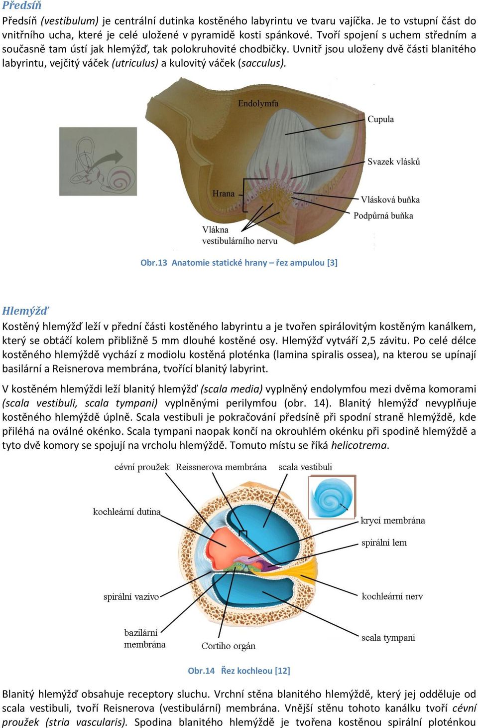 Obr.13 Anatomie statické hrany řez ampulou [3] Hlemýžď Kostěný hlemýžď leží v přední části kostěného labyrintu a je tvořen spirálovitým kostěným kanálkem, který se obtáčí kolem přibližně 5 mm dlouhé