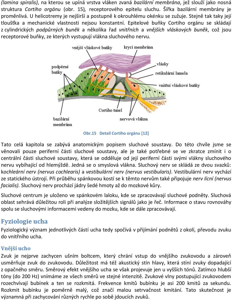 Epitelové buňky Cortiho orgánu se skládají z cylindrických podpůrných buněk a několika řad vnitřních a vnějších vláskových buněk, což jsou receptorové buňky, ze kterých vystupují vlákna sluchového