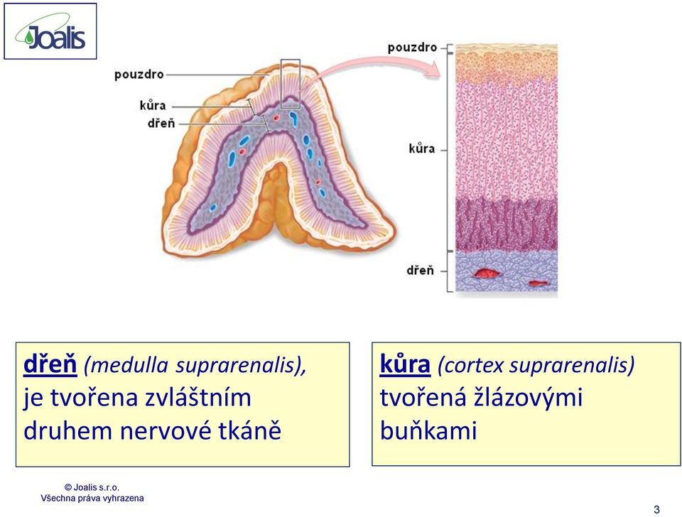 nervové tkáně kůra (cortex