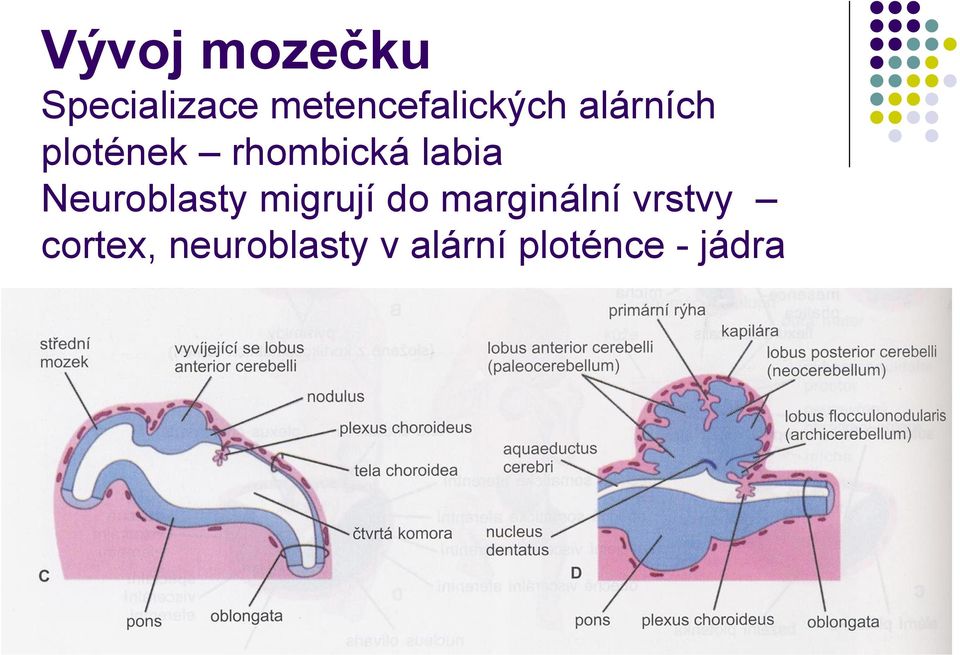 rhombická labia Neuroblasty migrují do