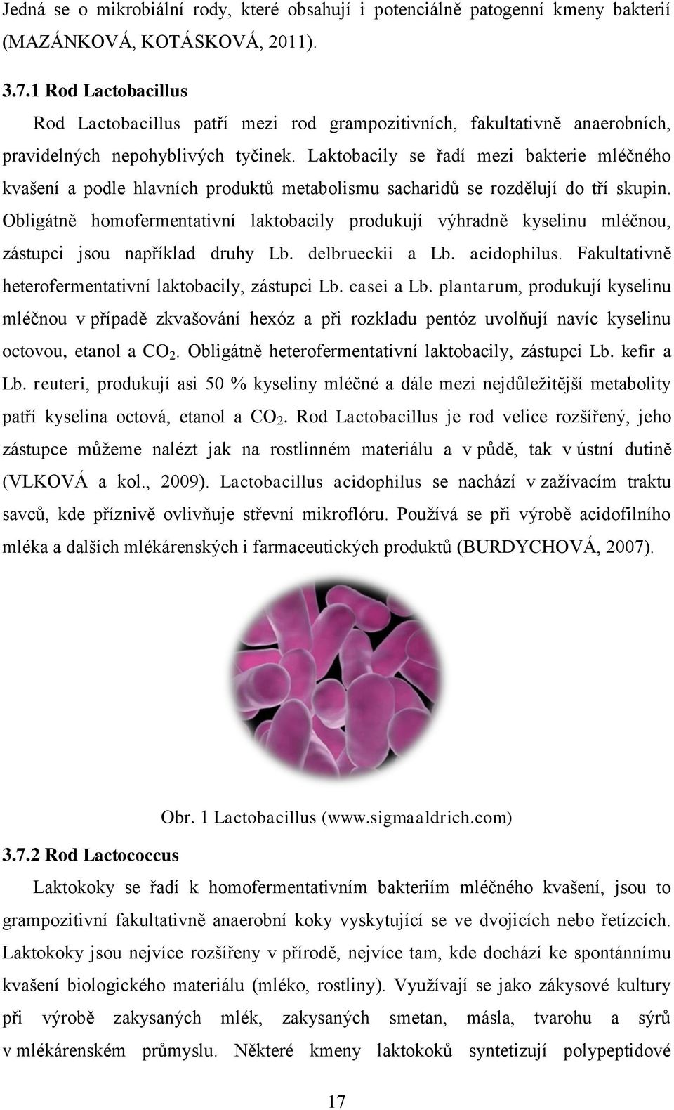 Laktobacily se řadí mezi bakterie mléčného kvašení a podle hlavních produktů metabolismu sacharidů se rozdělují do tří skupin.