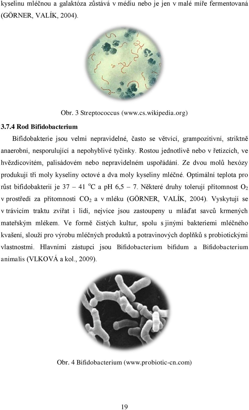 Rostou jednotlivě nebo v řetízcích, ve hvězdicovitém, palisádovém nebo nepravidelném uspořádání. Ze dvou molů hexózy produkují tři moly kyseliny octové a dva moly kyseliny mléčné.