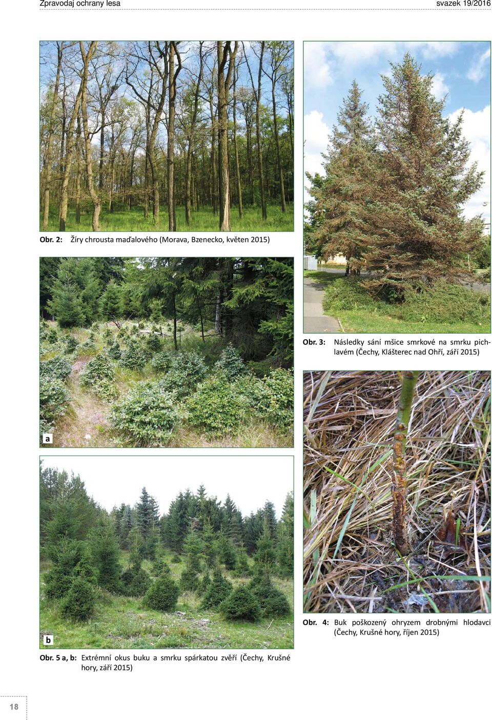 3: Následky sání mšice smrkové na smrku pichlavém (Čechy, Klášterec nad Ohří, září 2015) a b