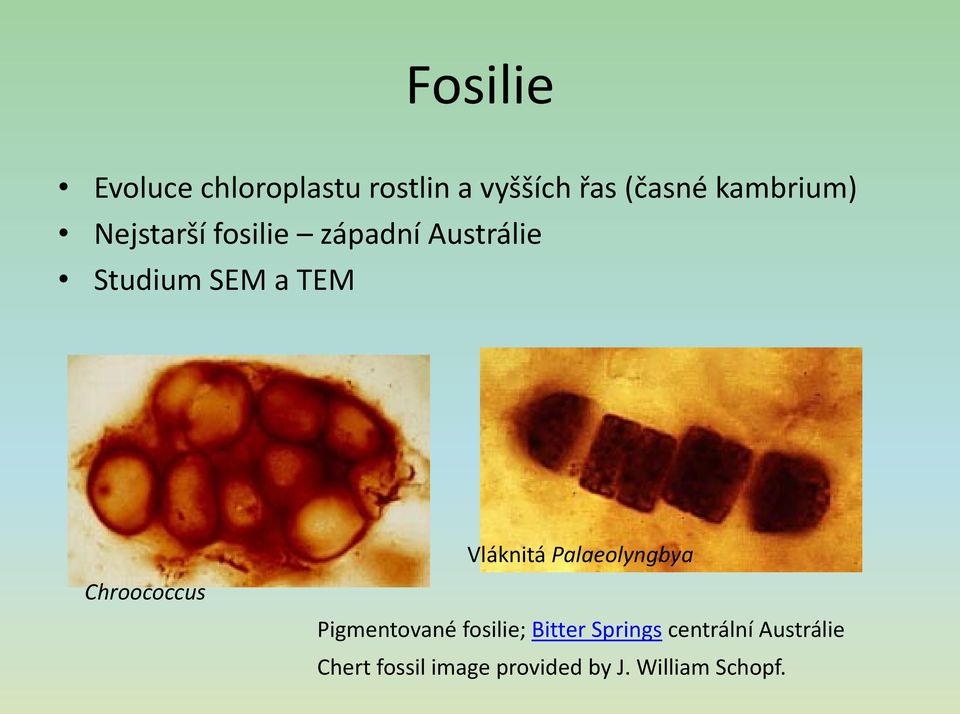 Vláknitá Palaeolyngbya Chroococcus Pigmentované fosilie; Bitter