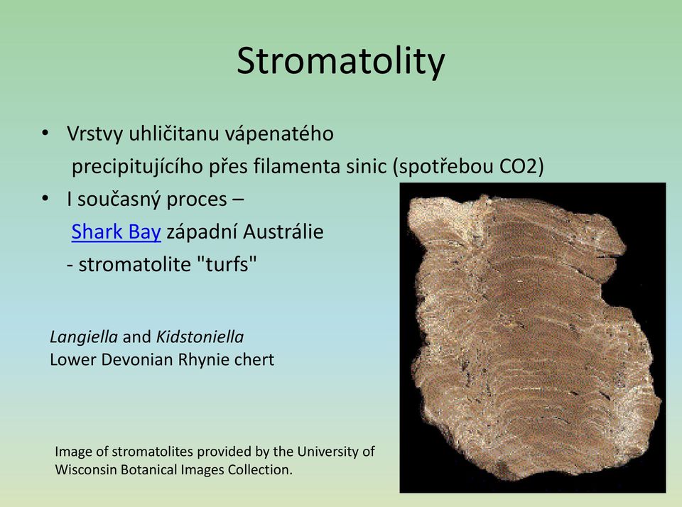 stromatolite "turfs" Langiella and Kidstoniella Lower Devonian Rhynie chert