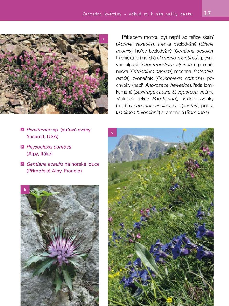 pochybky (např. Androsace helvetica), řada lomikamenů (Saxifraga caesia, S. squarosa, většina zástupců sekce Porphyrion), některé zvonky (např. Campanula cenisia, C.