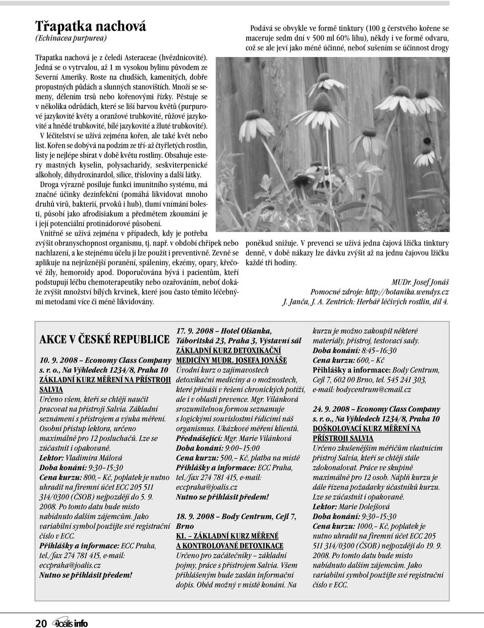 Pěstuje se v několika odrůdách, které se liší barvou květů (purpurové jazykovité květy a oranžové trubkovité, růžové jazykovité a hnědé trubkovité, bílé jazykovité a žluté trubkovité).