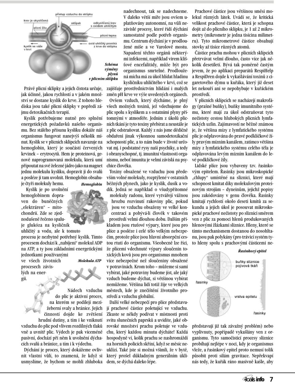 Bez stálého přísunu kyslíku dokáže náš organismus fungovat nanejvýš několik minut. Kyslík se v plicních sklípcích navazuje na hemoglobin, který je součástí červených krvinek erytrocytů.