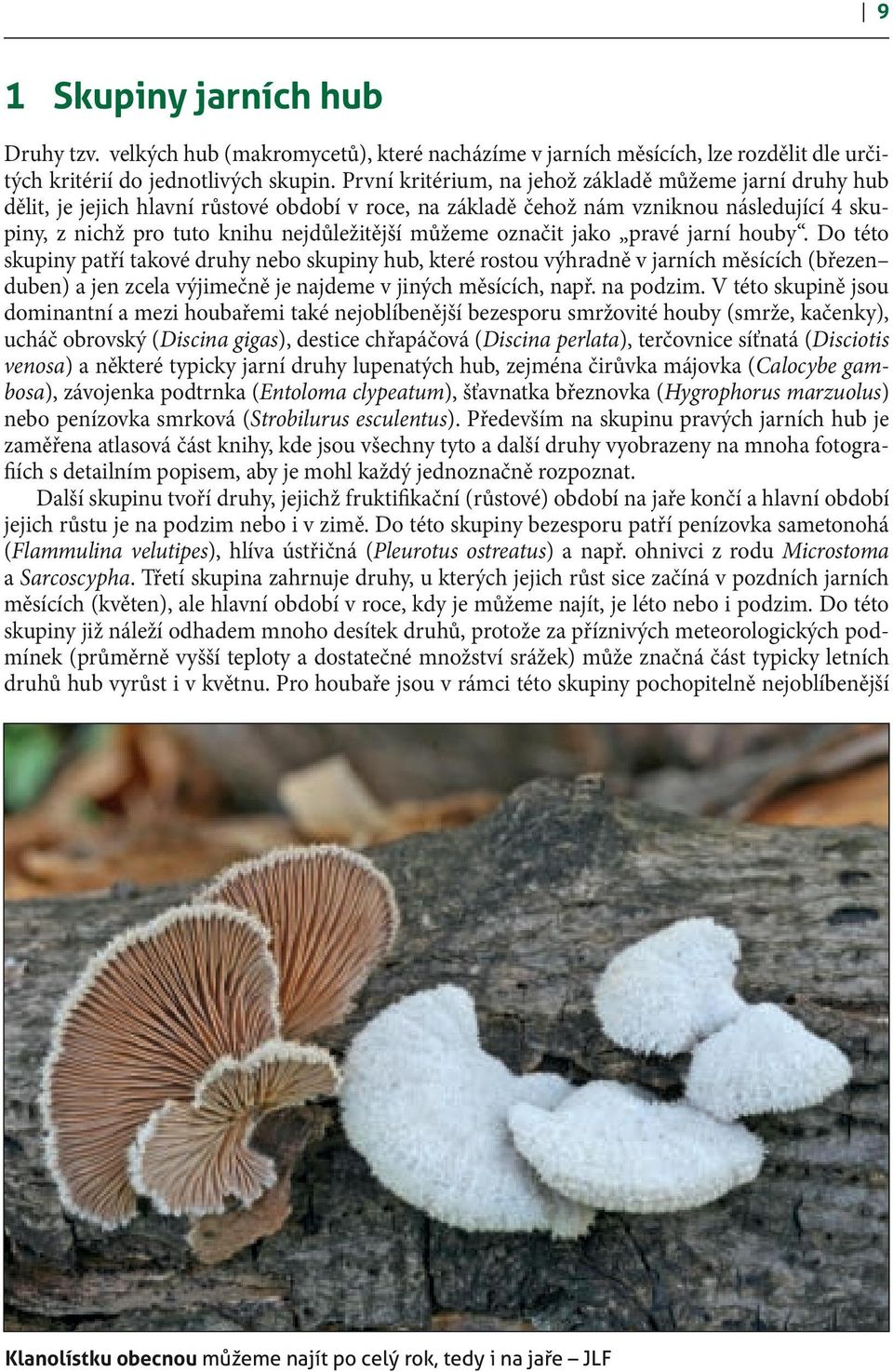 můžeme označit jako pravé jarní houby.