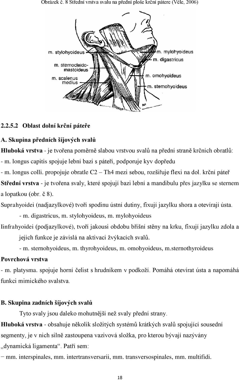 longus colli. propojuje obratle C2 Th4 mezi sebou, rozšiřuje flexi na dol. krční páteř Střední vrstva - je tvořena svaly, které spojují bazi lební a mandibulu přes jazylku se sternem a lopatkou (obr.