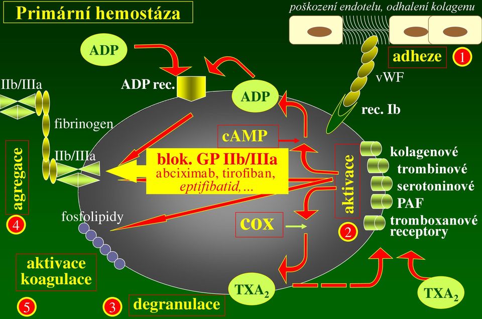 GP IIb/IIIa abciximab, tirofiban, eptifibatid, cox 2 adheze vwf rec.