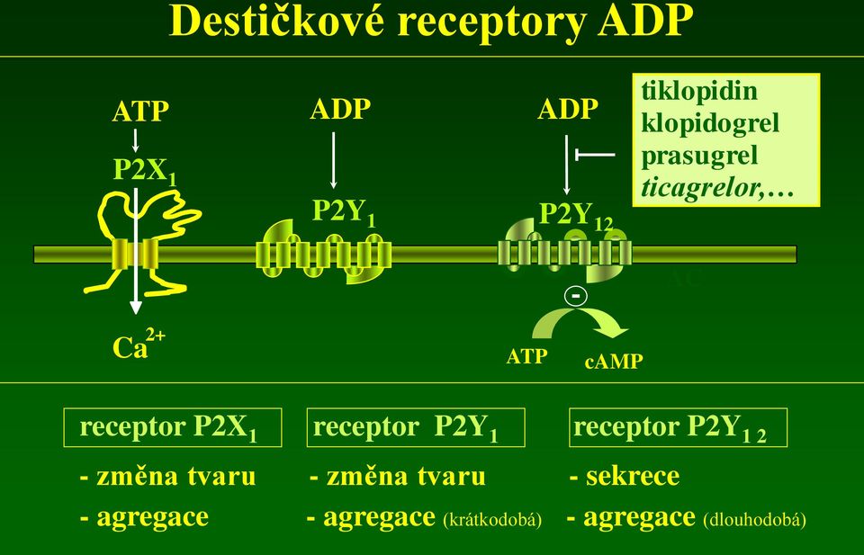 1 receptor P2Y 1 receptor P2Y 1 2 - změna tvaru - změna tvaru -