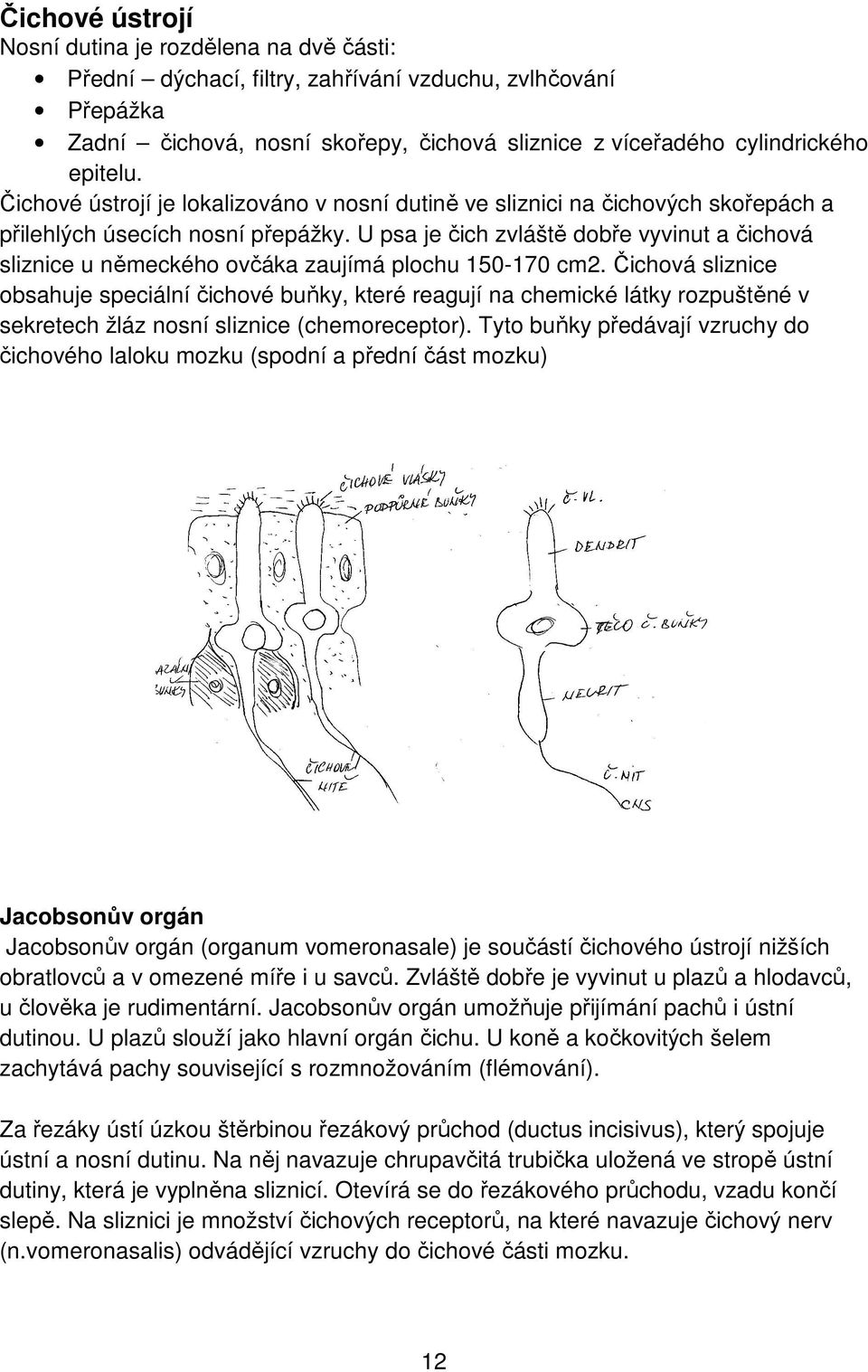 U psa je čich zvláště dobře vyvinut a čichová sliznice u německého ovčáka zaujímá plochu 150-170 cm2.