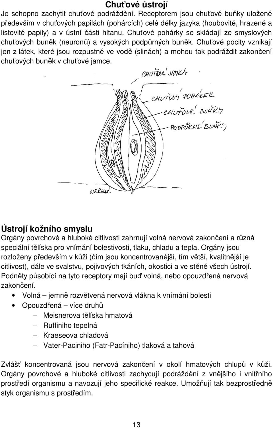 Chuťové pohárky se skládají ze smyslových chuťových buněk (neuronů) a vysokých podpůrných buněk.